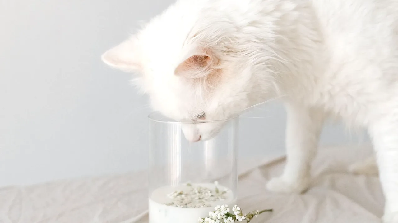 Beyaz kedi bardaktaki sütü koklayarak inceliyor